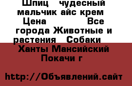 Шпиц - чудесный мальчик айс-крем › Цена ­ 20 000 - Все города Животные и растения » Собаки   . Ханты-Мансийский,Покачи г.